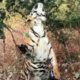 Madhya Pradesh Tiger Reserve