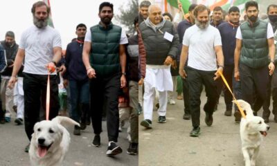 Rahul Gandhi and Vijender Singh with dogs