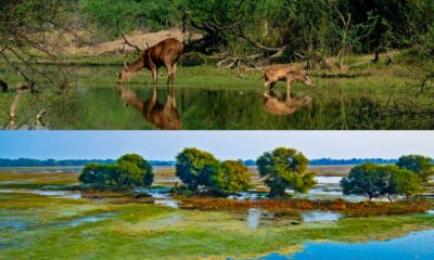 Dolphin and rhino zoos are planned for the Bharatpur reserve in Rajasthan
