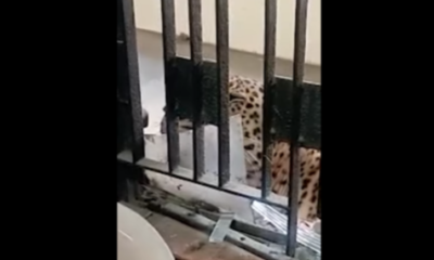 Leopard attacks the Ghaziabad courthouse, leaving 8 people hurt