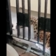 Leopard attacks the Ghaziabad courthouse, leaving 8 people hurt
