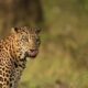 Toddler killed by a leopard in Jaipur while playing outside the house