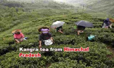Kangra tea , Himachal Pradesh