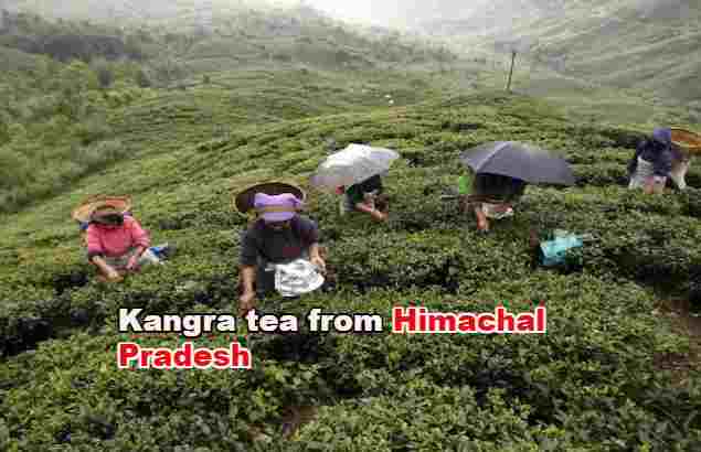Kangra tea , Himachal Pradesh