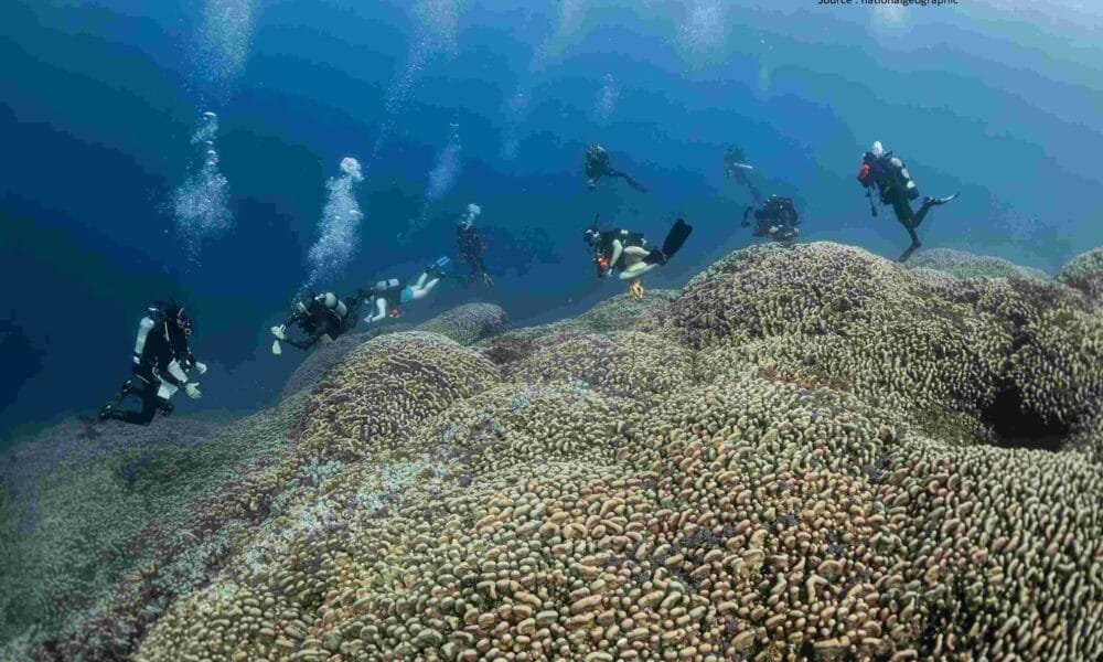 World's Largest Coral