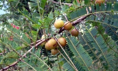 amla navami