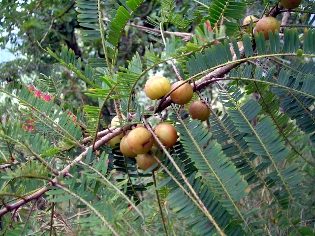 Unlocking the Spiritual Benefits of Amla Navami 2024: 6 Surprising Reasons to Worship the Amla Tree 139 amla navami