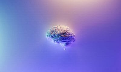 brain