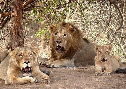 lion