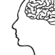 brain