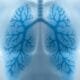 lungs
