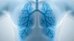 lungs