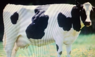Cow Image