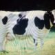 Cow Image