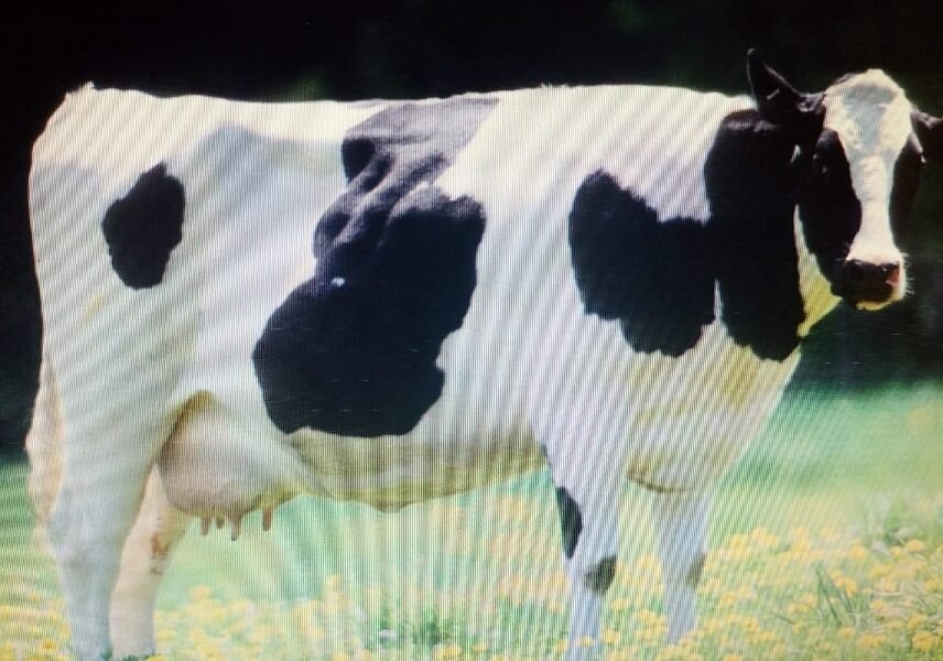 Cow Image