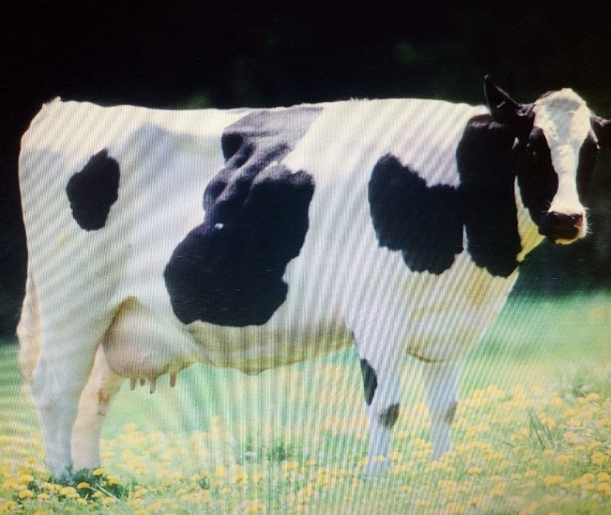 India Denies Entry to U.S. 'Non-Veg Milk' Over Cultural Concerns Amid Ongoing Trade Talks 111 Cow Image