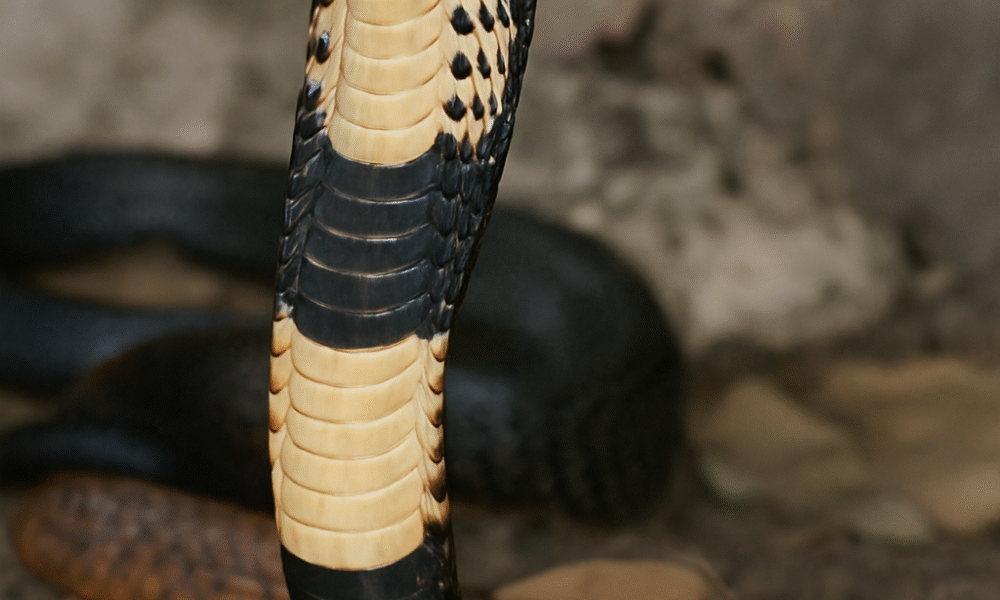 Nag Panchami 2025 is one of the most spiritually significant Hindu festivals