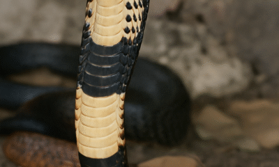 Nag Panchami 2025 is one of the most spiritually significant Hindu festivals