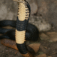Nag Panchami 2025 is one of the most spiritually significant Hindu festivals