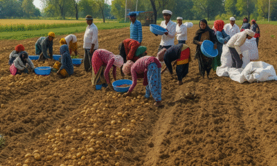 Potato Farming