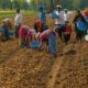 Potato Farming