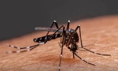 The Rajasthan Mosquito Menace