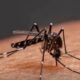 Rajasthan Mosquito Menace continues as villagers suffer without relief for Many years- With rising malaria and dengue cases 164 The Rajasthan Mosquito Menace