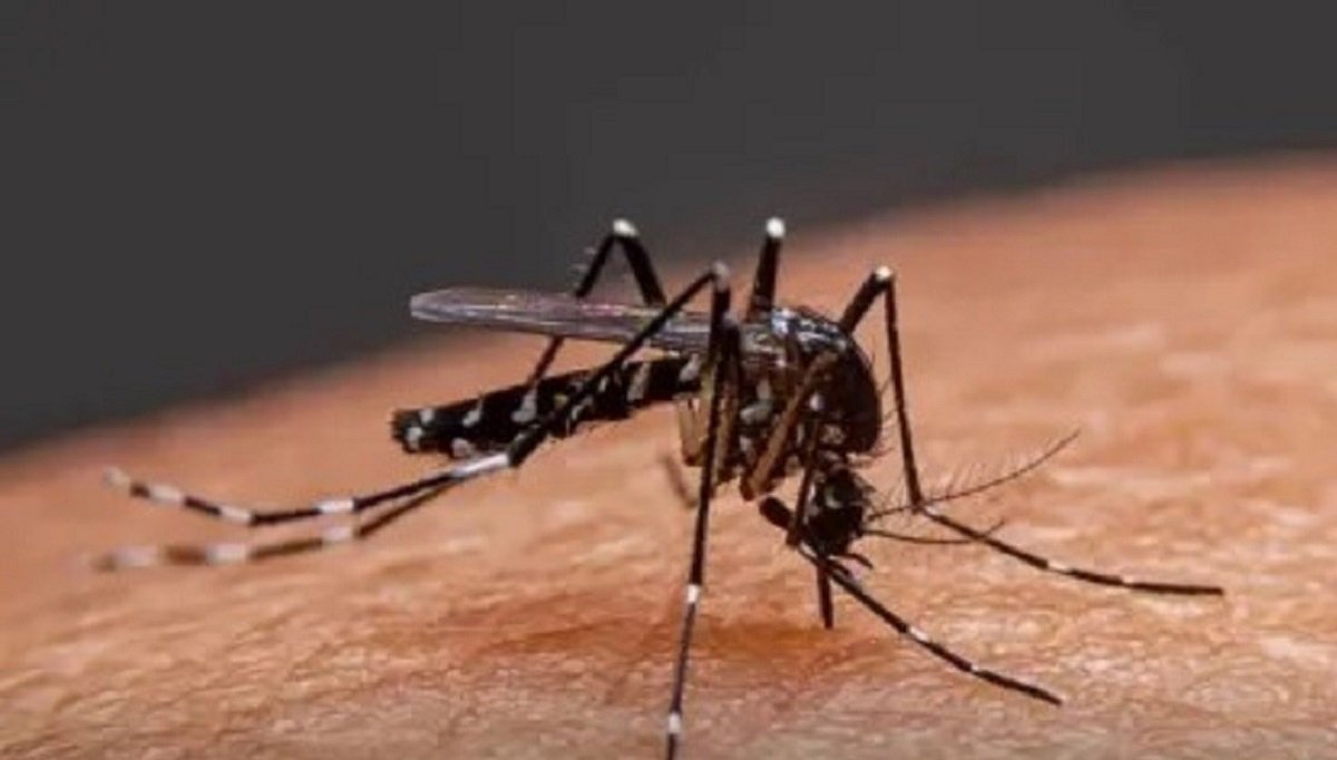 Rajasthan Mosquito Menace continues as villagers suffer without relief for Many years- With rising malaria and dengue cases 122 The Rajasthan Mosquito Menace