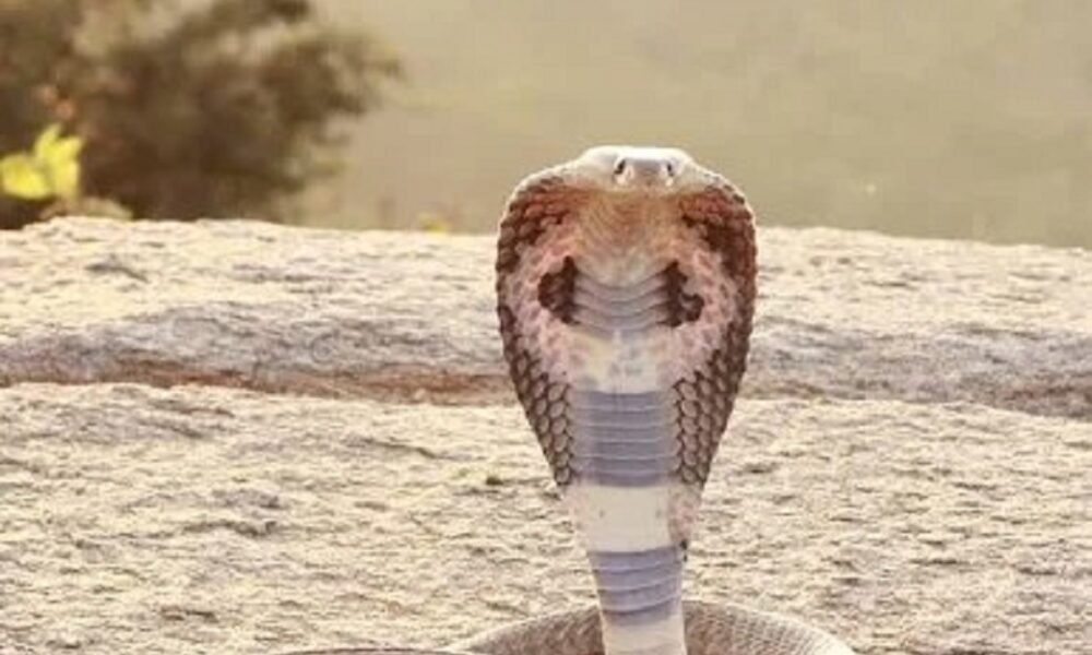 Dead Snake Bite Explained