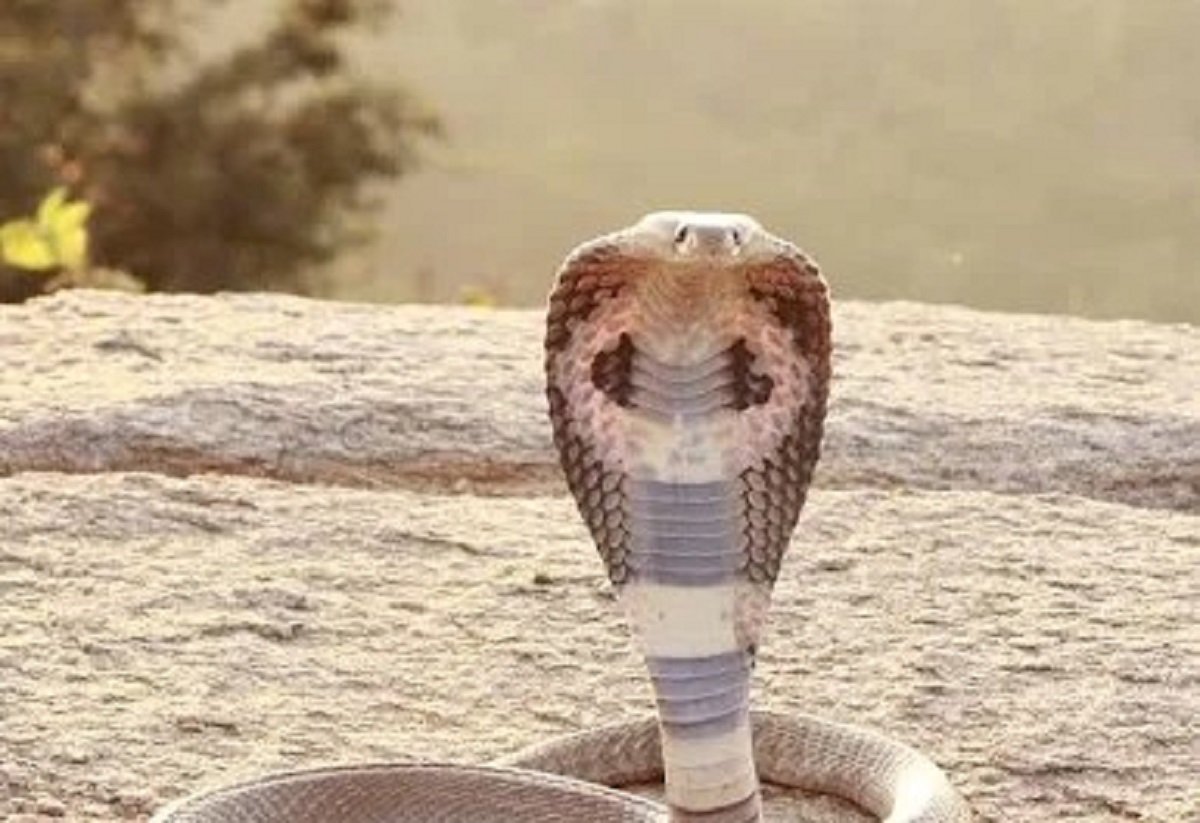 Discover the shocking reality of dead snake bite- Scientists reveal how even a dead cobra or krait can inject venom hours after death 123 Dead Snake Bite Explained