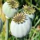 Hanumangarh Drug Bust marks a watershed in Rajasthan’s anti-narcotics drive — 31 quintals of poppy husk seized, 6 crore value, 3 arrested- 160 Hanumangarh Drug Bust stands as one of Rajasthan’s most significant narcotics seizures in recent memory