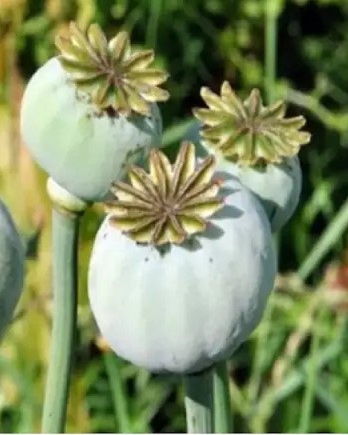 Hanumangarh Drug Bust marks a watershed in Rajasthan’s anti-narcotics drive — 31 quintals of poppy husk seized, 6 crore value, 3 arrested- 135 Hanumangarh Drug Bust stands as one of Rajasthan’s most significant narcotics seizures in recent memory