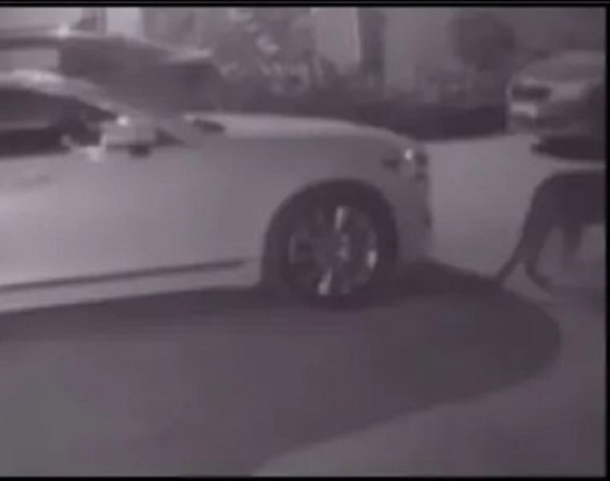 The Leopard Sighting Jaipur