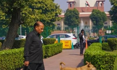 The stray dogs directive issued by the Supreme Court of India