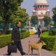 The stray dogs directive issued by the Supreme Court of India