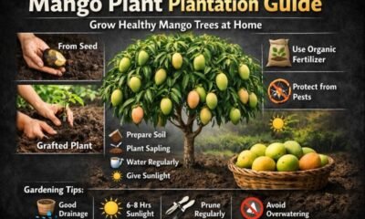 Mango Plant Plantation Guide is becoming one of the most searched gardening topics in India