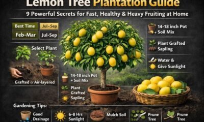 This Lemon Tree Plantation Guide proves that growing lemons at home is not complicated if the right techniques are followed